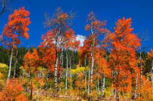 Aspens along San Juan Skyway-2022